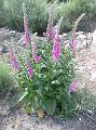 Digitalis purpurea